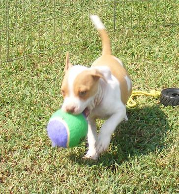 Absolutely Beautiful Red Nose Female ADBA  UKC